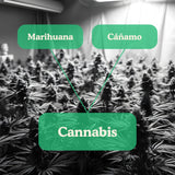 Diferencia entre Cannabis, Marihuana y Cáñamo